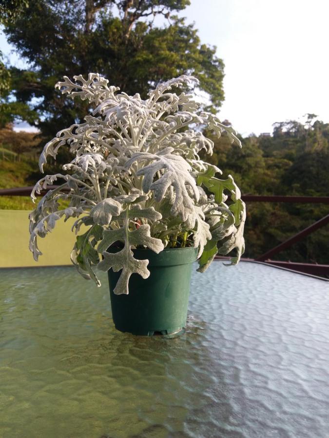 Quinta Los Volcanes トゥリアルバ エクステリア 写真